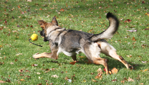 working german shepherds